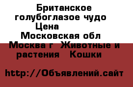 Британское голубоглазое чудо › Цена ­ 5 000 - Московская обл., Москва г. Животные и растения » Кошки   